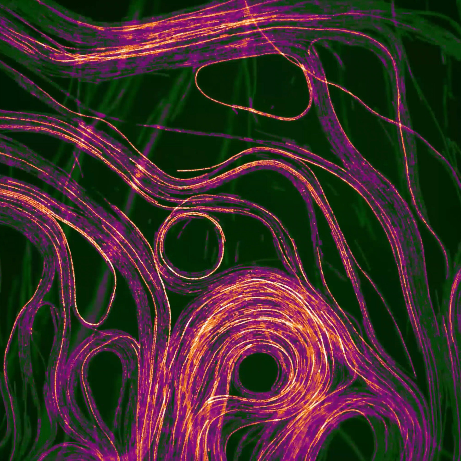 This square image is a still from a film of cyanobacteria. The picture appears abstract, and features orange and purple threads looping throughout the composition against a black background.