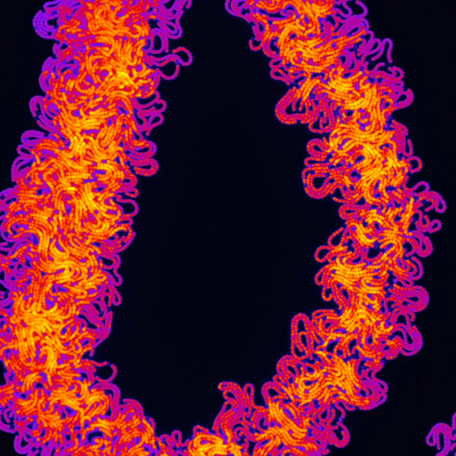 This horizontal image is a still from a film of cyanobacteria. The picture appears abstract, and features a thick bundle of orange and purple threads, looping in a U-shape from the top of the image, down to the bottom, and back up to the top. The bundle stands out vividly against the black background of the image.