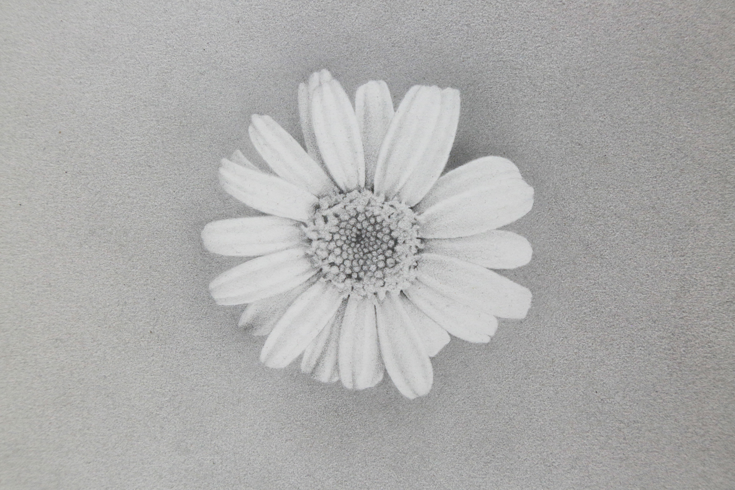 This is a graphite drawing of an ordinary daisy flower. The blossom is centered in the middle of the drawing, surrounded by a matte, gray background also drawn in graphite.
