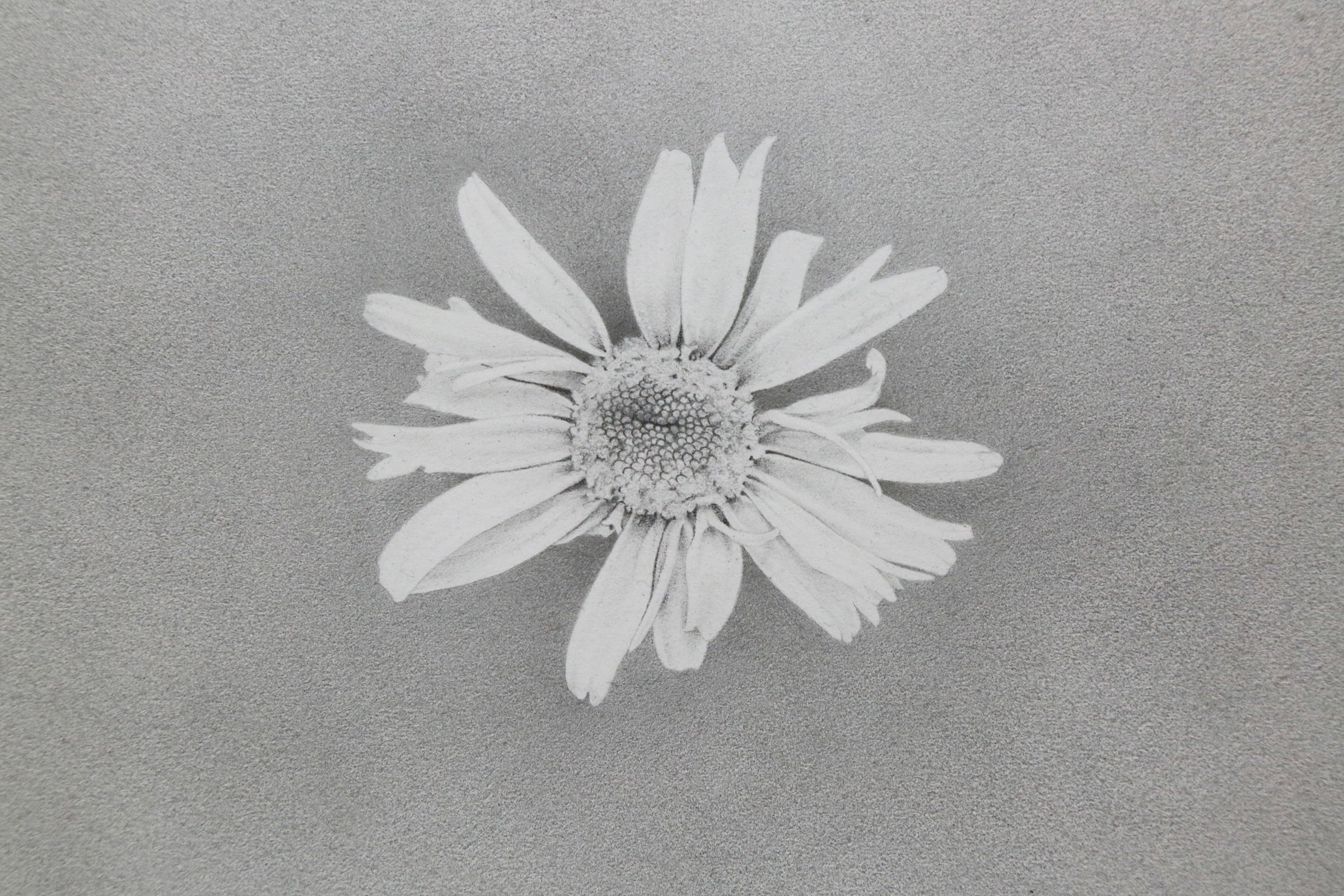 This is a graphite drawing of a daisy flower that looks a little odd, because the center of the flower is slightly creased, and some of the petals look misshapen. The blossom is centered in the middle of the drawing, surrounded by a matte, gray background also drawn in graphite.