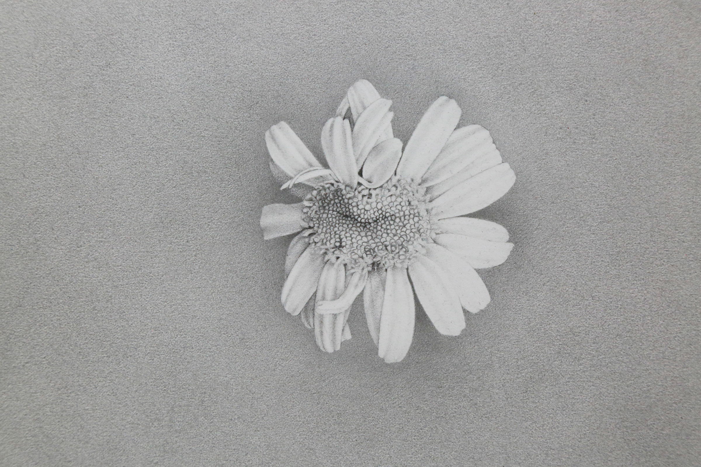 This is a graphite drawing of a daisy flower that looks stranger than the previous one; its center is stretched out more than the last flower, so that it looks like a smile. The blossom is centered in the middle of the drawing, surrounded by a matte, gray background also drawn in graphite.