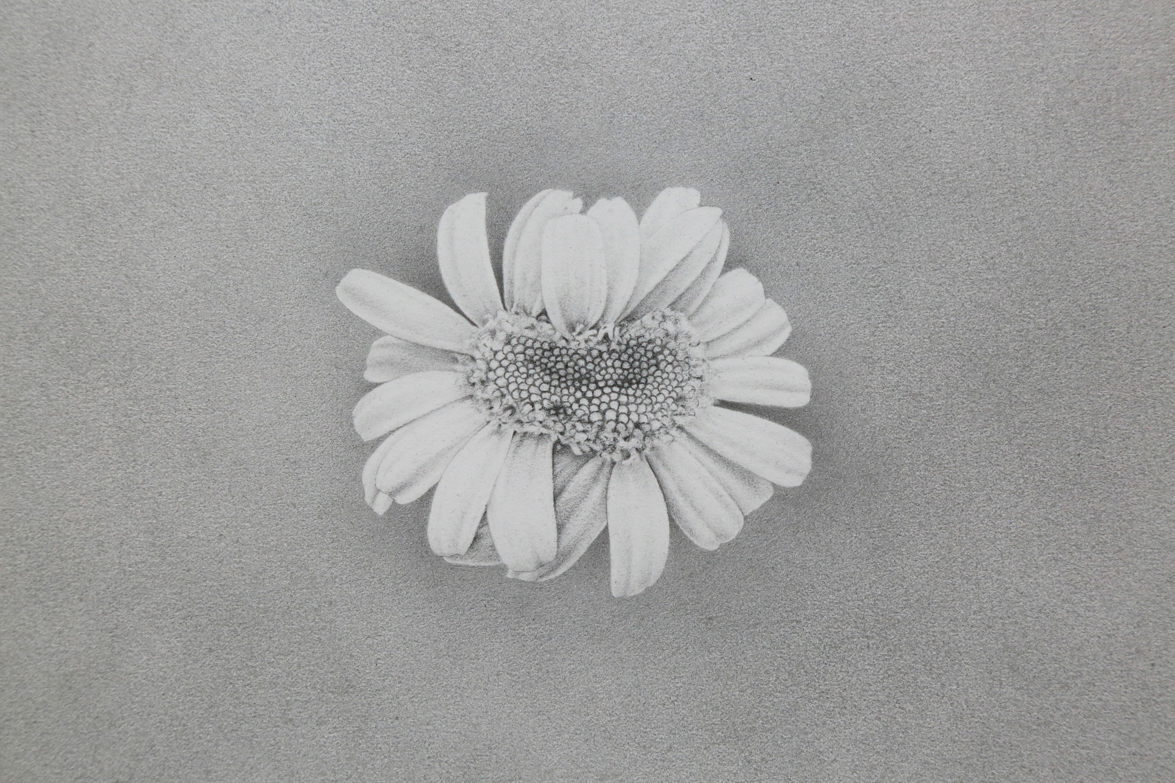 This is a graphite drawing of an even more obviously mutated daisy flower, and the center of the blossom is stretched wider still. The blossom is centered in the middle of the drawing, surrounded by a matte, gray background also drawn in graphite.