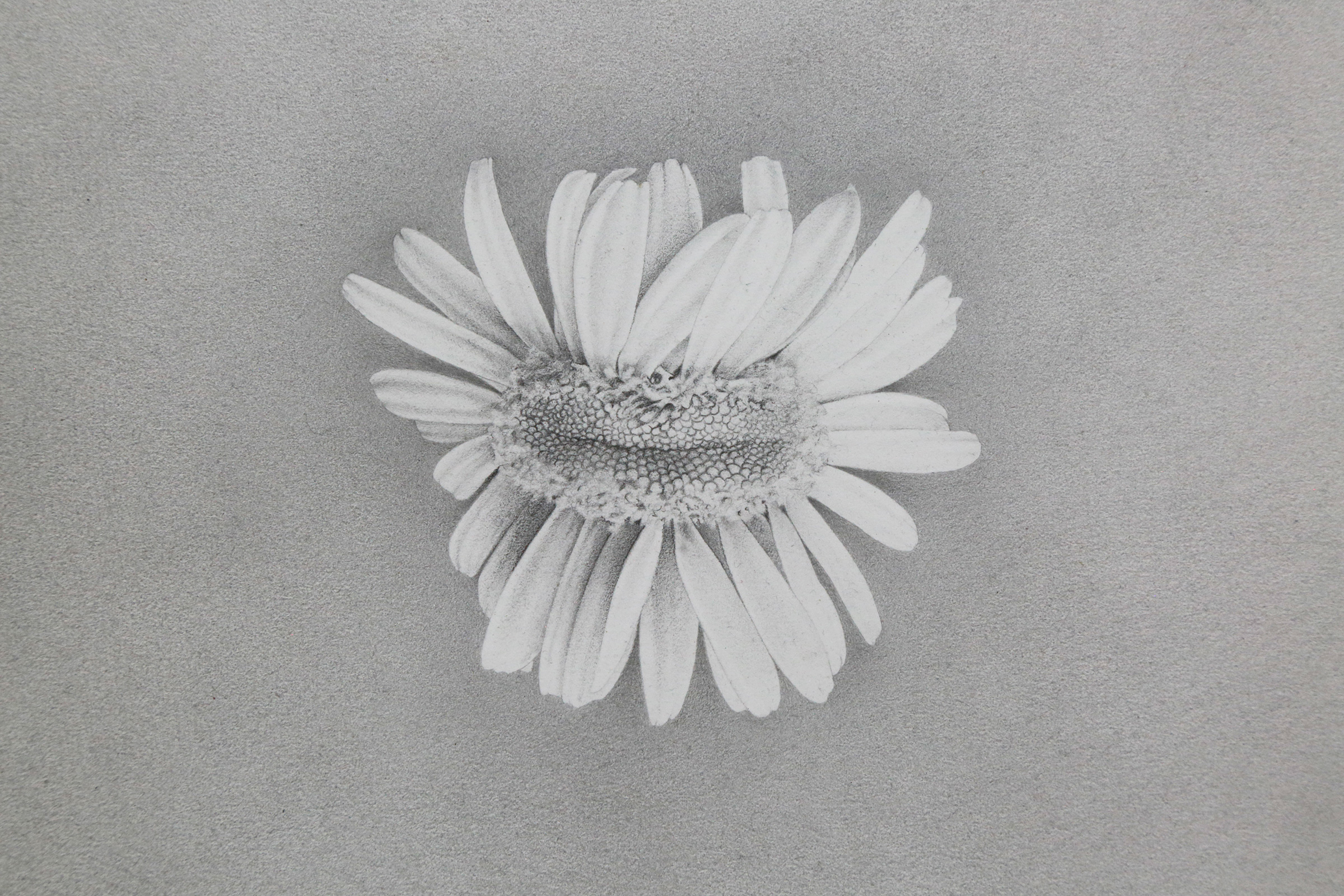 This is a graphite drawing of an extraordinarily mutated daisy flower that's stretched out so far that it resembles a caterpillar. The blossom is centered in the middle of the drawing, surrounded by a matte, gray background also drawn in graphite.